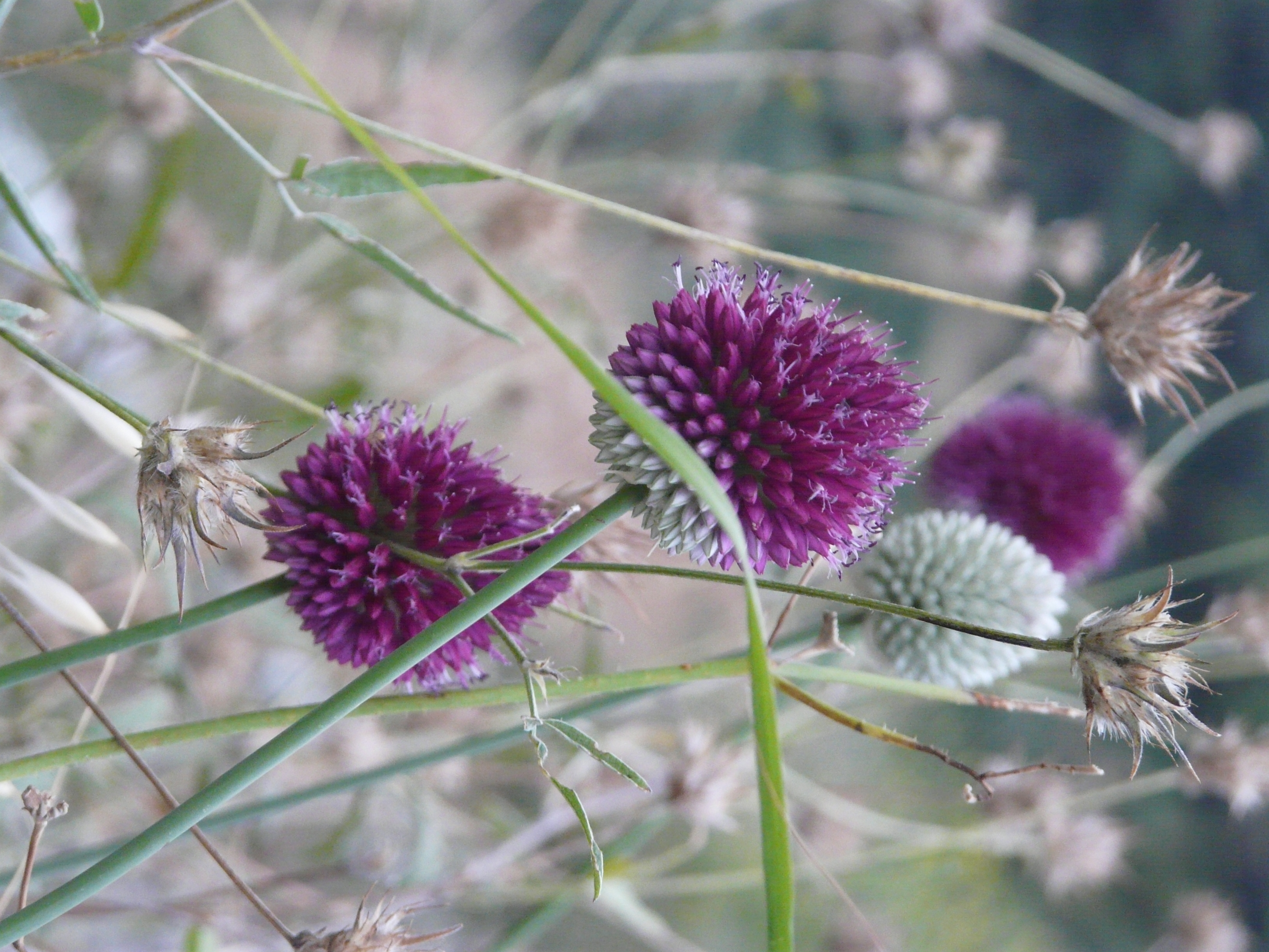 Omgeving van Villa vounó